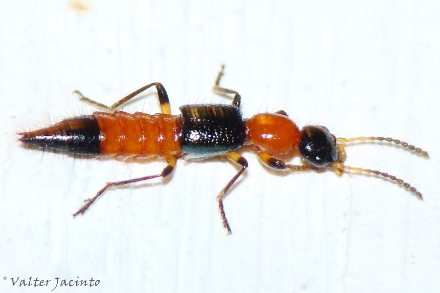 Escaravelho // Rove Beetle (Paederus littoralis) | Location:… | Flickr