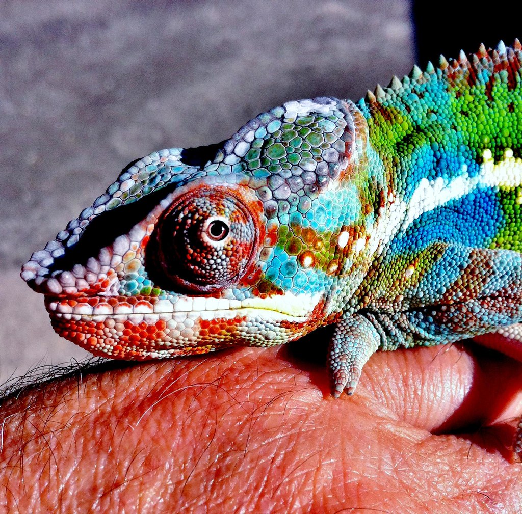 Panther Chameleon Cross male, 50% Ambilobe x 25% Sambava x… | Flickr