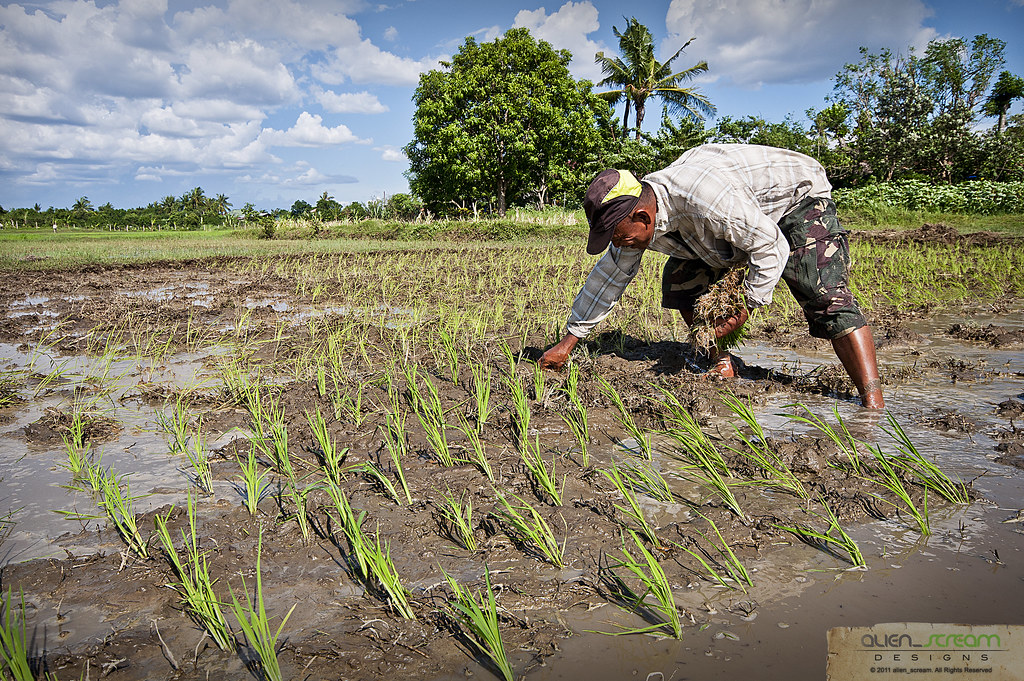 Magtanim ay Di Biro (Planting Rice is Never Fun) | Magtanim … | Flickr