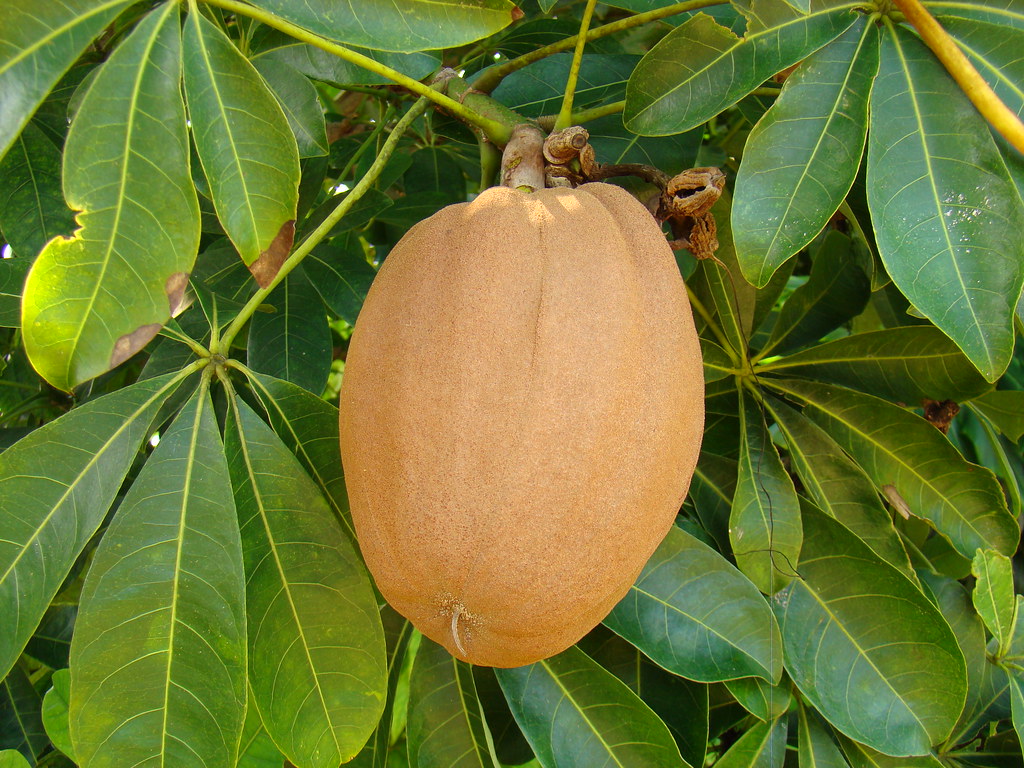 Malabar Chestnut / Guiana Chestnut #2: FRUIT #1 ...