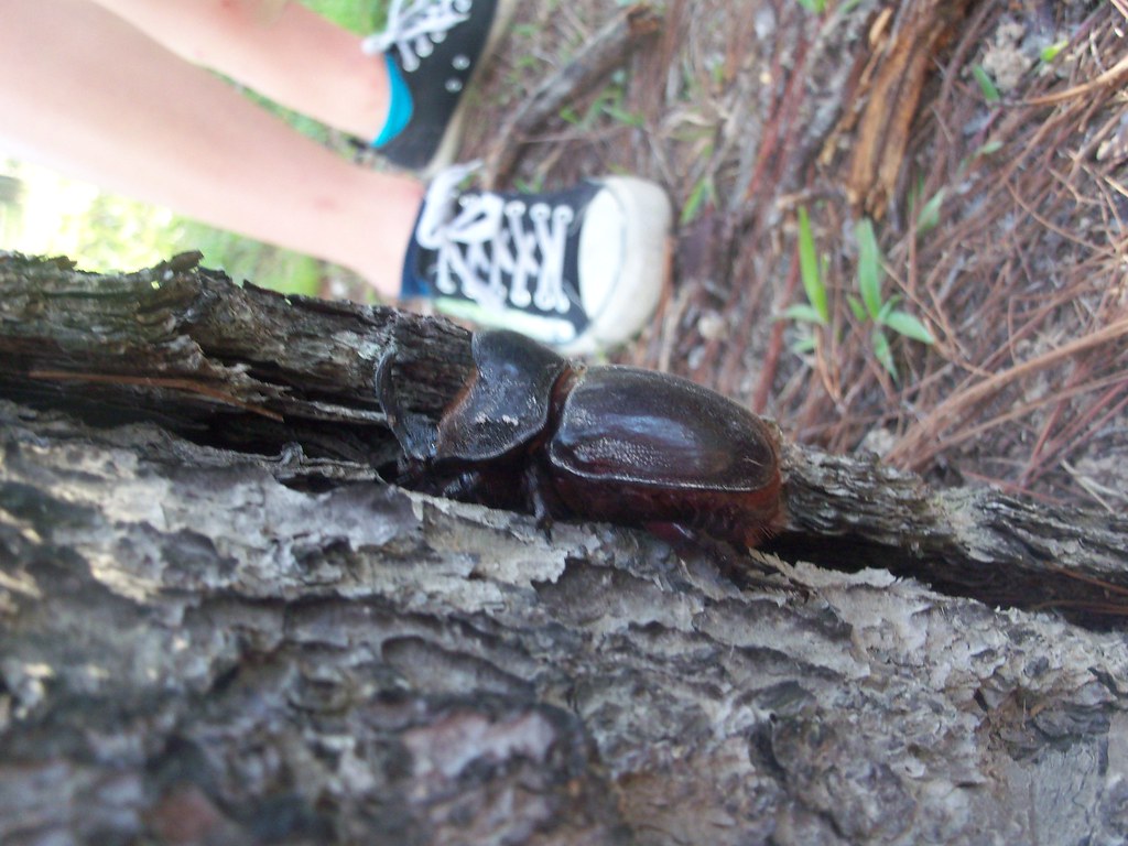 Baby Rhino Beetle | 