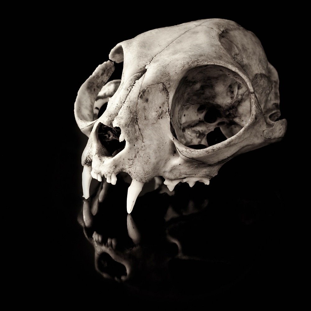 Cat skull  TheOtherPerspective78  Flickr