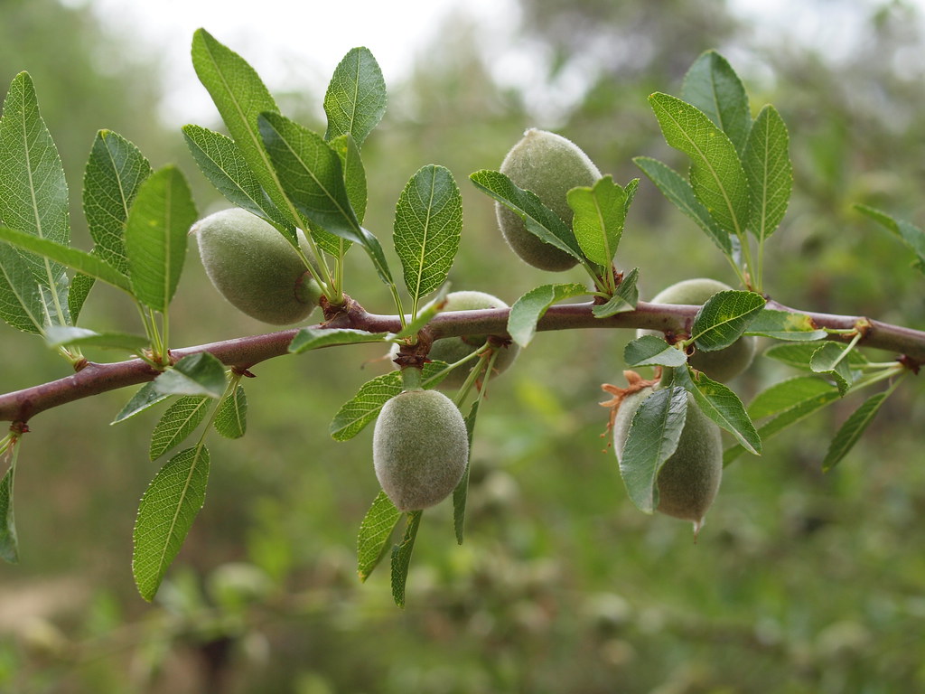 Миндаль простой. Миндаль Степной (Prunus tenella). Миндаль обыкновенный (Prunus Dulcis). Миндаль обыкновенный (Amygdalus communis). Миндаль Гесслера.
