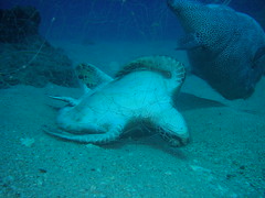2009年一隻遭魚網牽拖海底死亡的綠蠵龜，琉球區漁會誓言不再發生這種憾事，自發性禁止使用刺網。（攝影：沙浪）