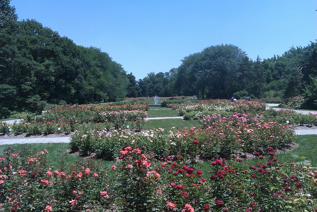 Columbus Rose Garden Piet De Somere Flickr