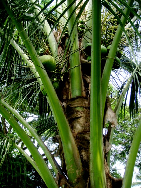 Cocos nucifera L. [Malayan Green Dwarf] | Alor Setar, Kedah,… | Flickr