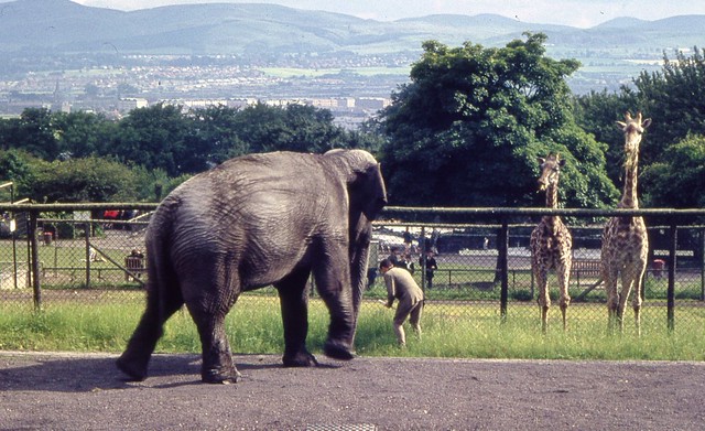 Image result for elephant in edinburgh
