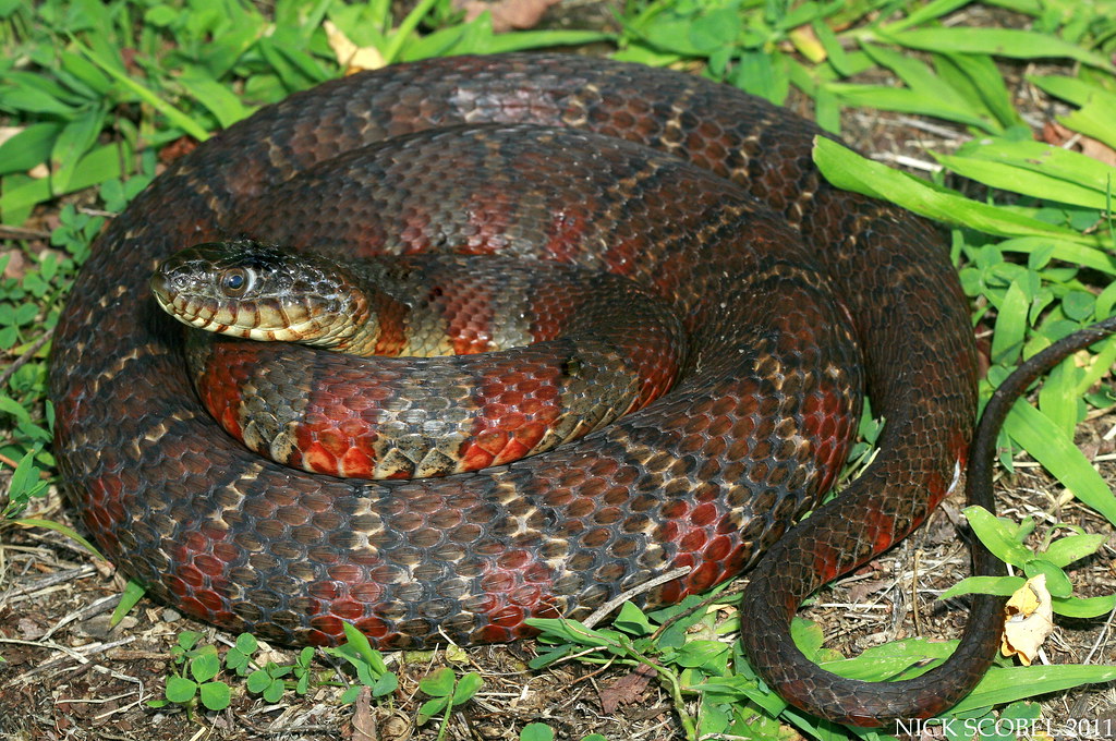 Northern Water Snake | Nerodia sipedon July, 2011. New ...