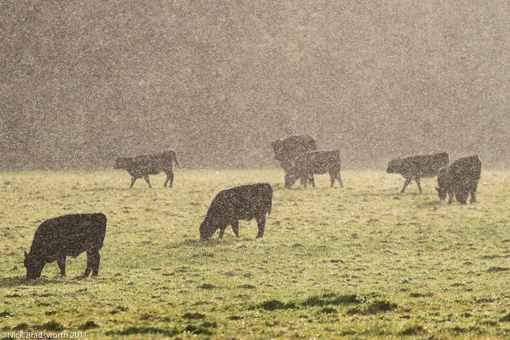 Risultati immagini per rain cows