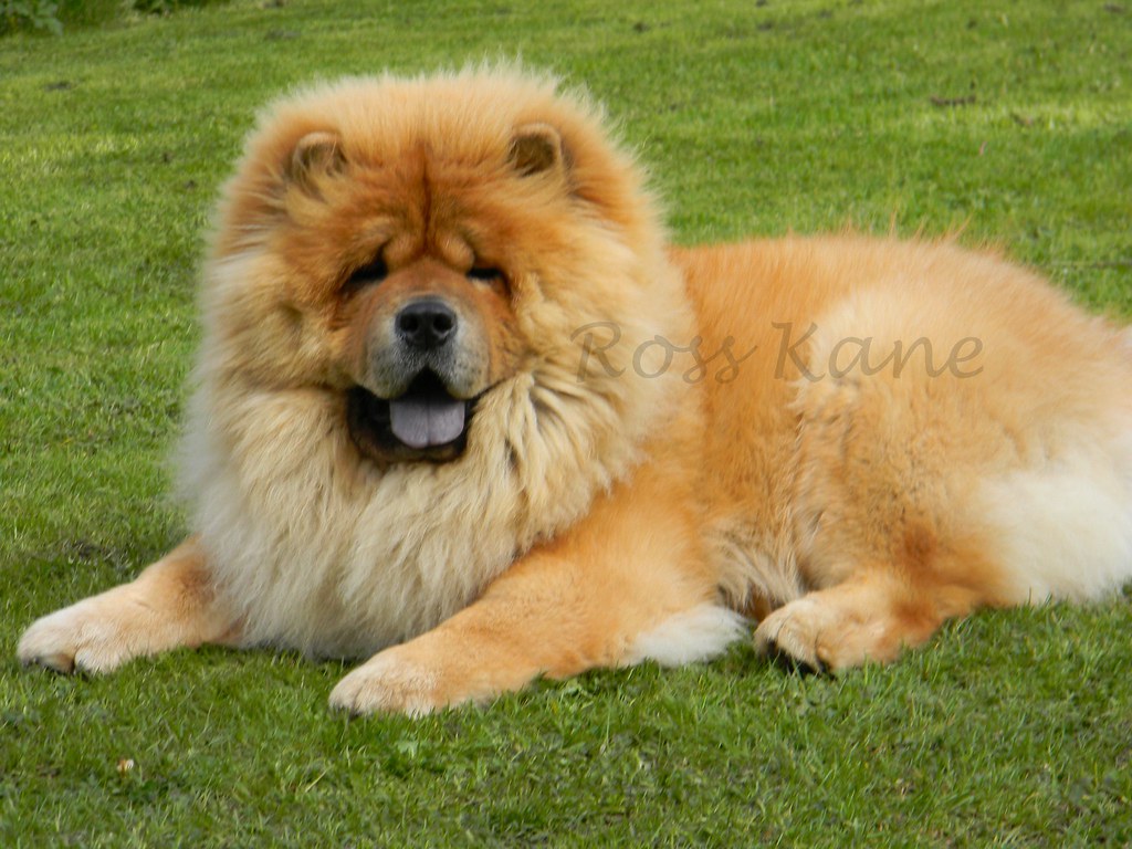 Chow Chow Posing Chow Chow Bear Ross + Mags Kane Flickr