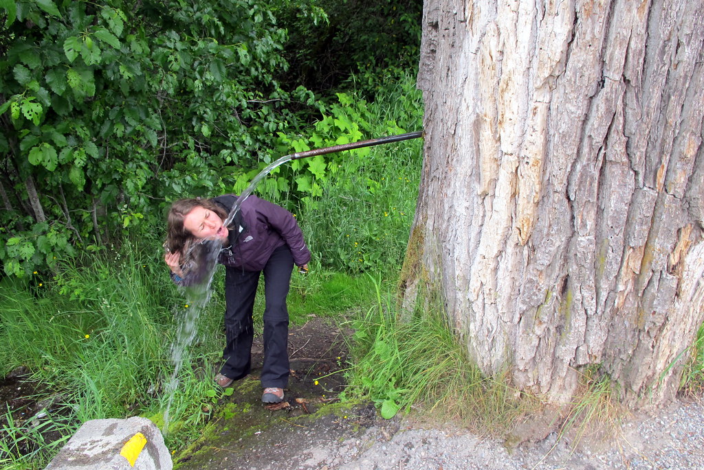 Rosswood Peeing Tree Christopher Porter Flickr