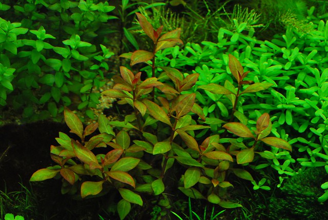 Альтернантера Рейнека (Alternanthera reineckii), фото фотография аквариумные водные растения. Автор  Stephan Mönninghoff