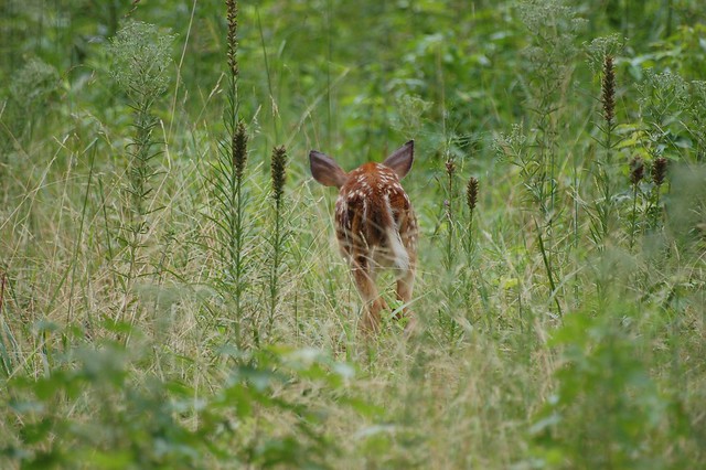 A Westmoreland State Park fawn out, we assume, looking for critters to log in last year's BioBlitz.