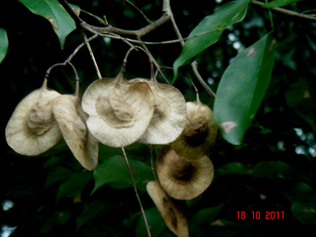 Pterocarpus indicus Willd. | Ijok, Selangor, Malaysia. Ptero… | Flickr