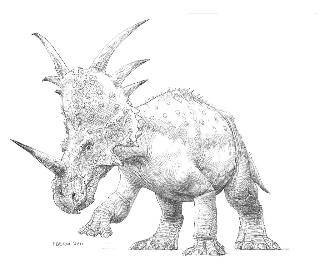 Download Styracosaurus albertensis | A centrosaurine ceratopsid from … | Flickr