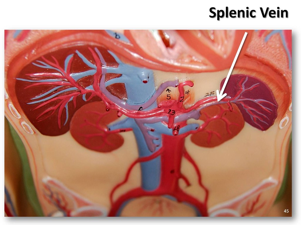 Splenic vein - The Anatomy of the Veins Visual Guide, page… | Flickr