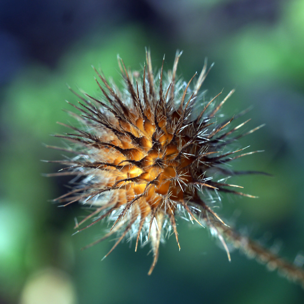 spiky-seed-pod-spiky-seed-pod-matt-bilton-flickr