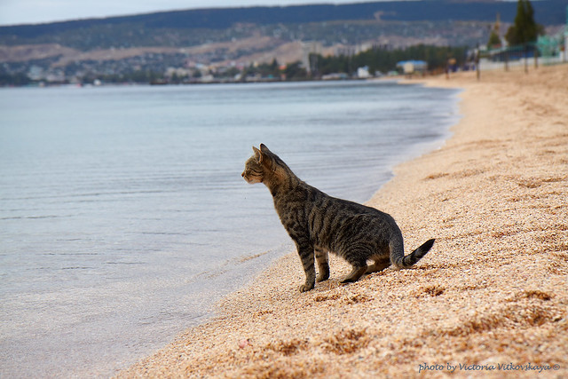 Go Back &gt; Gallery For &gt; Beach Cat