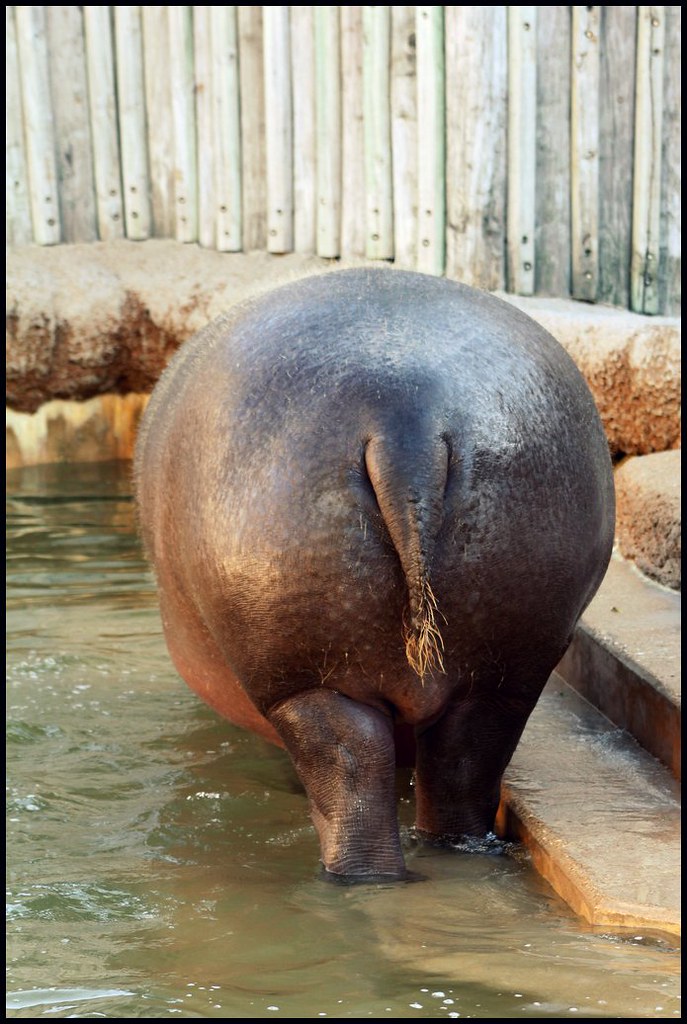 Hippo Ass 117