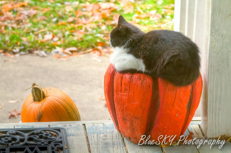 Pumpkin Cat Posted by Sandy Young. Pure Michigan Flickr