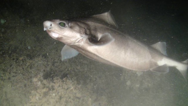 Обыкновенная цетрина (Oxynotus centrina), фото фотография рыбы акулы