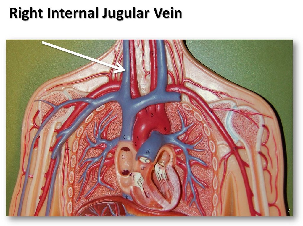 Right internal jugular vein - The Anatomy of the Veins Vis… | Flickr