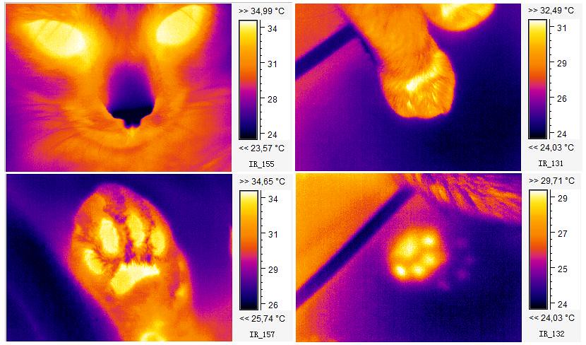 Cold nose warm touch Thermography of my cats  