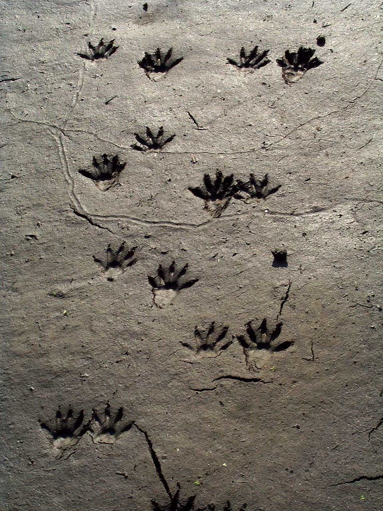 Raccoon Tracks in Mud | Jeff Tome | Flickr