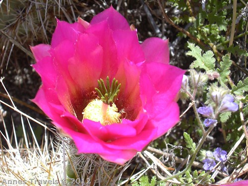Cacti flower in the canyon near Maidenhair Falls, Anza-Borrego Desert State Park, California