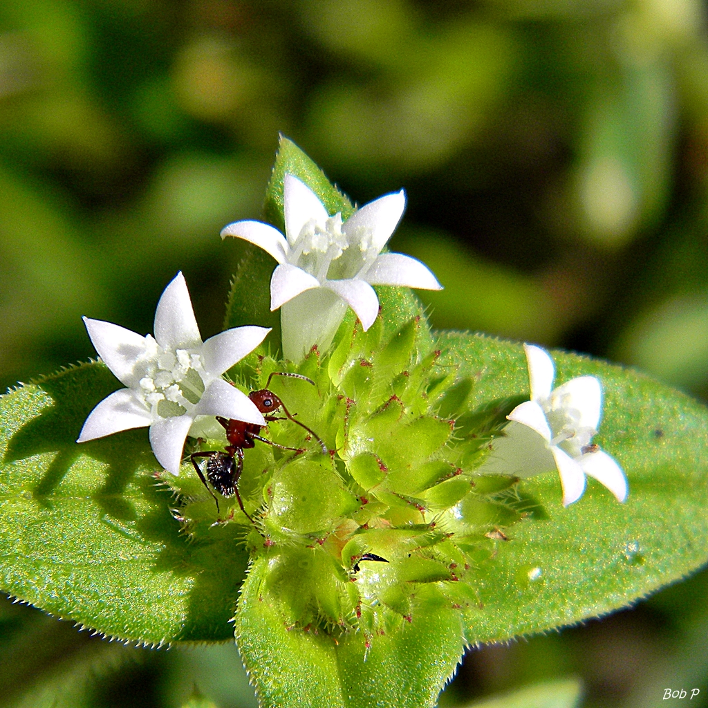 Rough Mexican Clover Richardia Scabra These 3mm Blossoms Flickr