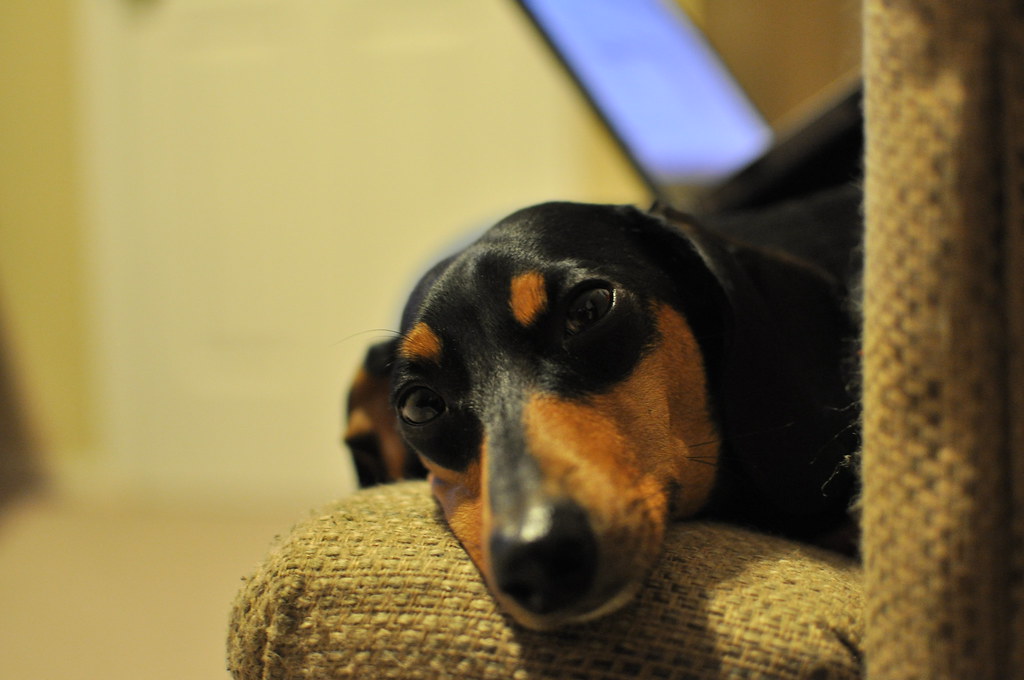 5 Signs Your Dachshund Is Bored & What To Do About It – SonderLives