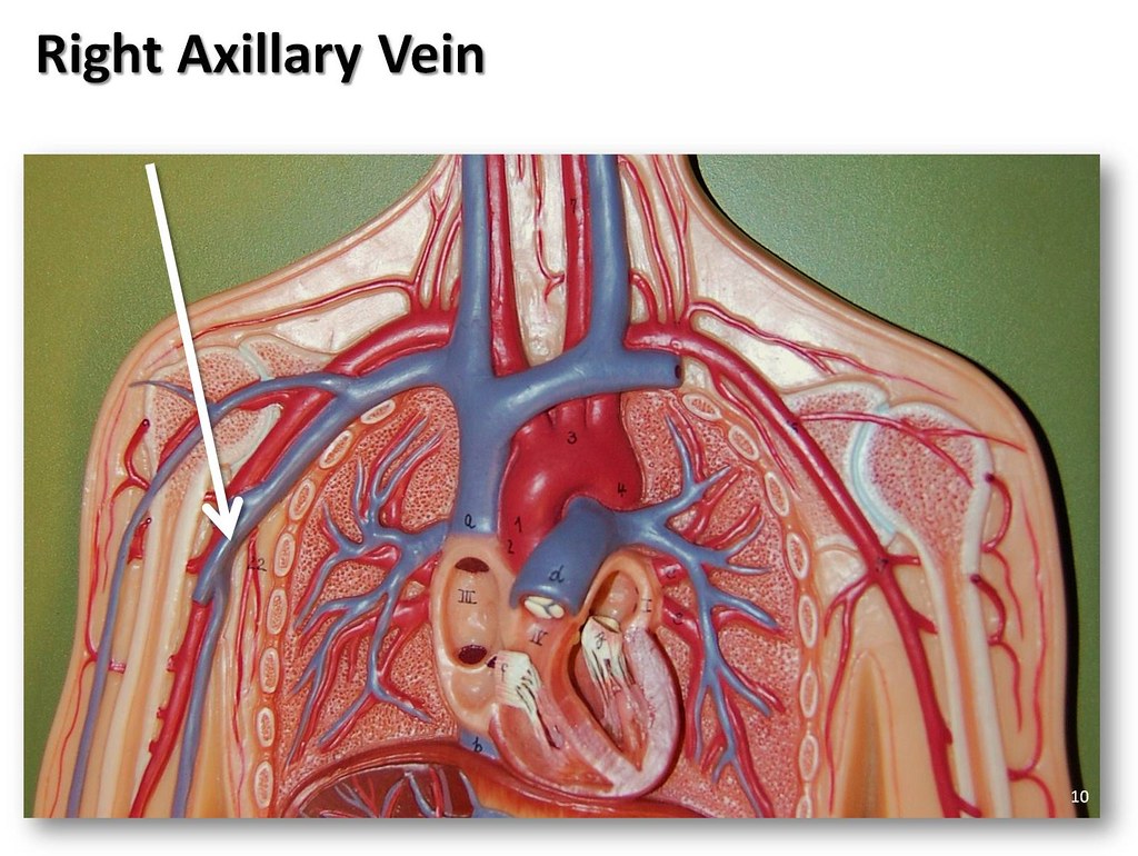 Right axillary vein - The Anatomy of the Veins Visual Guid… | Flickr