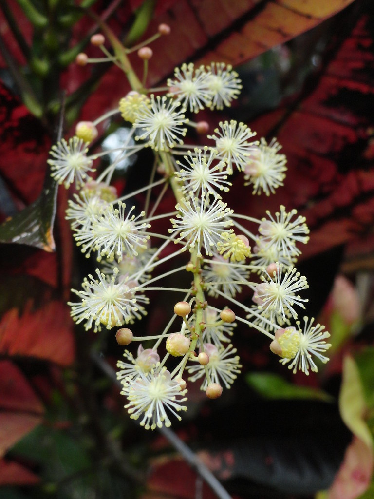 Croton flower (Codiaeum variegatum) | Jardin Boricua | Flickr