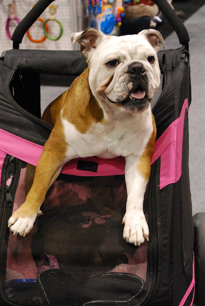 Bulldog in Stroller I apologize if this is too artsy for