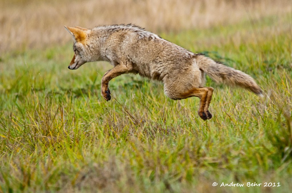 how high can a coyote jump