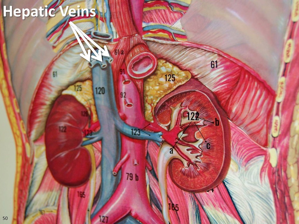 Hepatic veins - The Anatomy of the Veins Visual Guide, pag… | Flickr
