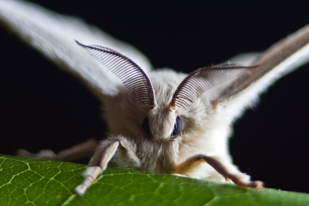 Тутовый шелкопряд породы. Тутовый шелкопряд бабочка. Мотылек тутового шелкопряда. Тутовый шелкопряд насекомые. Тутовый шелкопряд (Bombyx Mori).