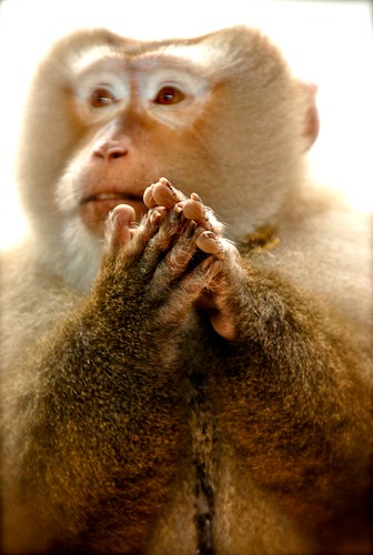 clapping singing monkey