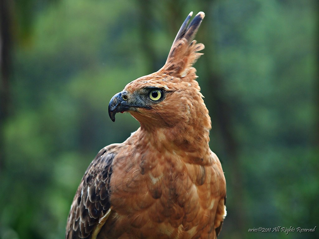 Garuda | Garuda or The Javan Hawk Eagle at Indonesia Safari … | Flickr