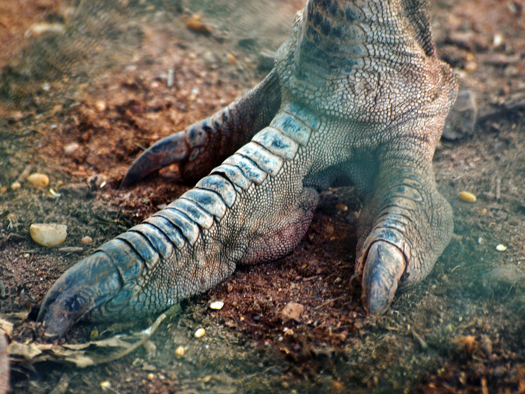 Emu Claw | Prehistoric looking claw of an Emu Bird. Day 32/3… | Flickr