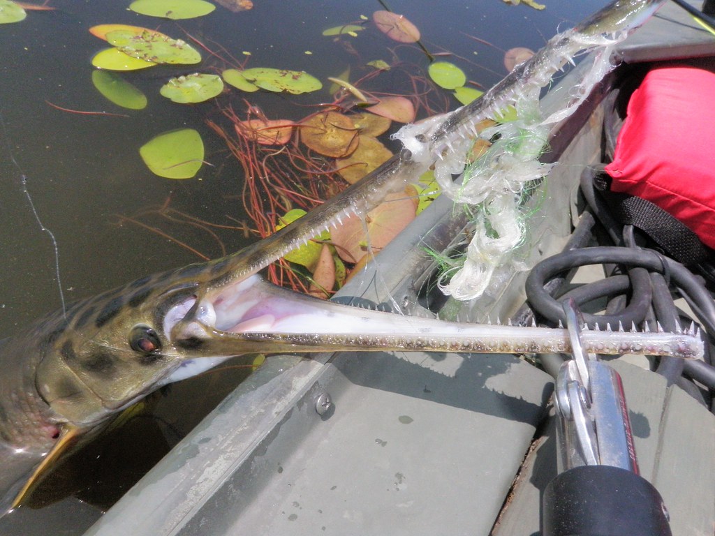 Long-Nose Gar Fishing – Off-The-Beaten Path Adventures and Eclectic Musings  Of An Itinerant Angler