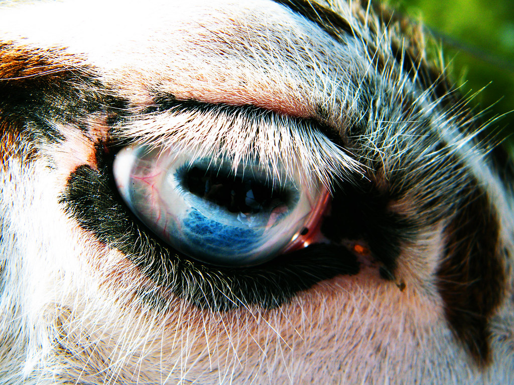 Lama Eye | Nathan Johnson | Flickr