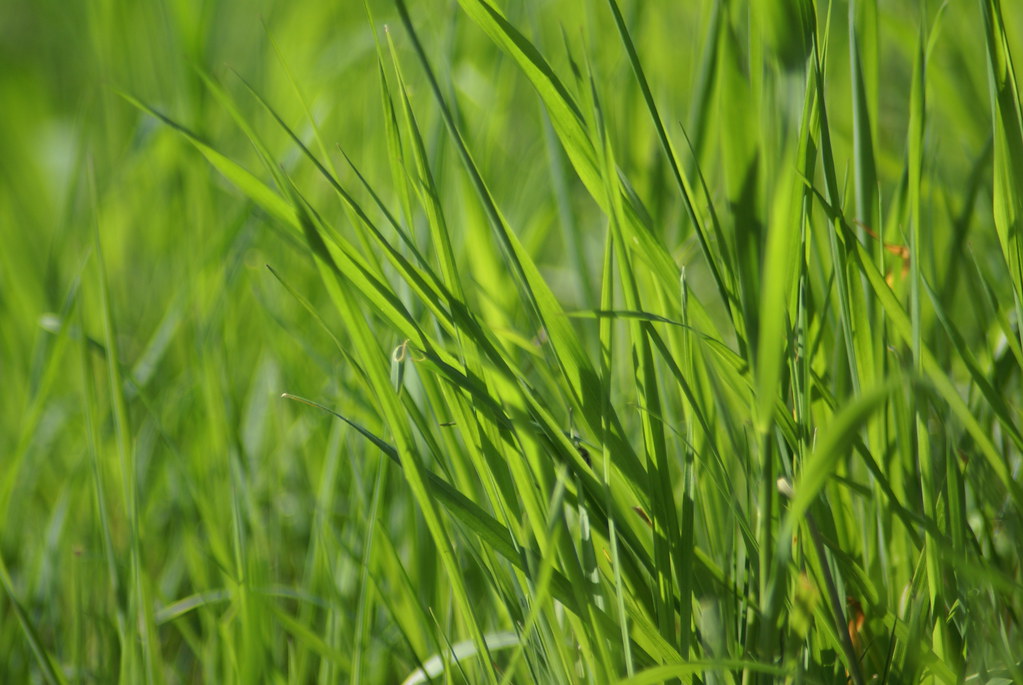 Grassprietjes met macro | Grassprietjes met macro | Flickr