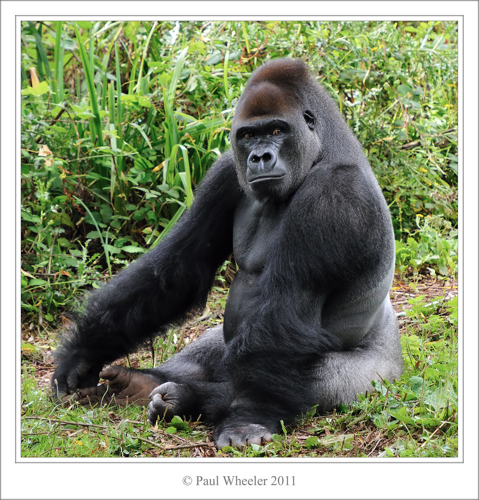 Lowland Gorilla Silverback | Just one more of the Lowland ...