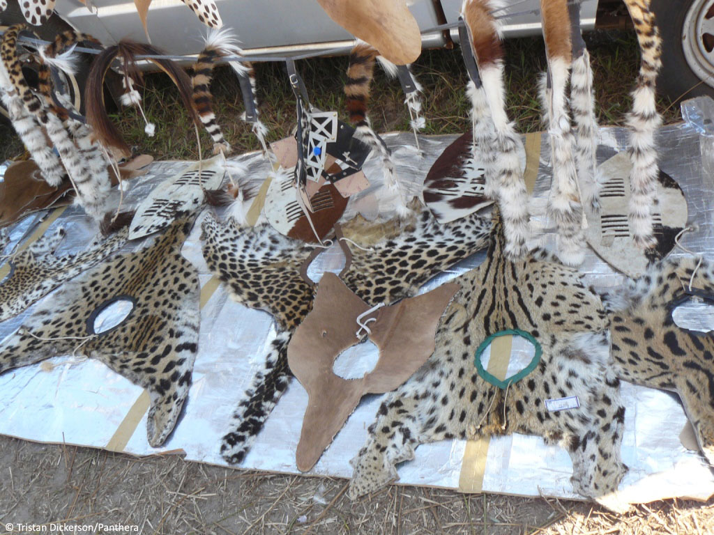 leopard-skins-for-sale-at-shembe-ceremony-leopard-skins-ar-flickr