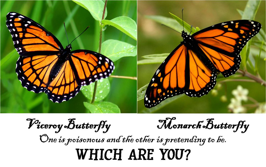 viceroy-vs-monarch-white-amsaric-flickr