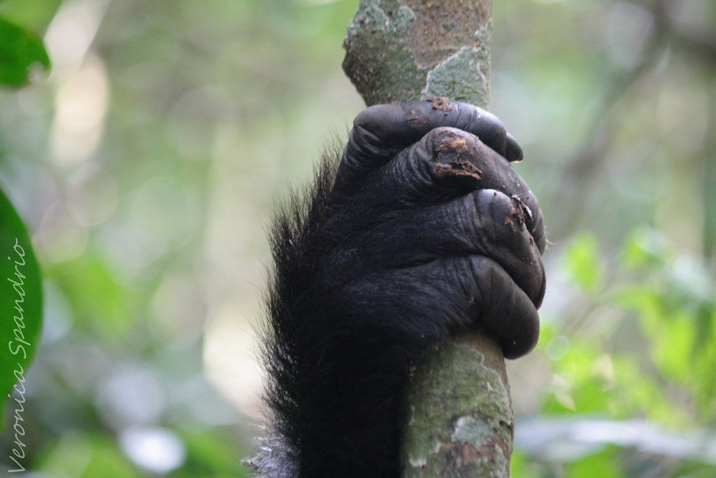 chimpanzee hand webbed fingers