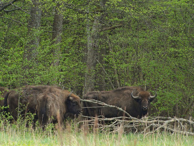 European Bison (Bison bonasus), Teremiski, Białowieża Forest, Poland