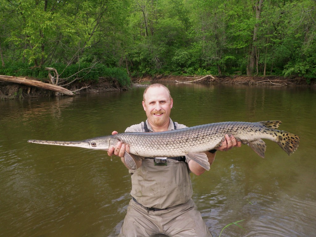 Gar can be fun to catch, unless you are fishing for bass