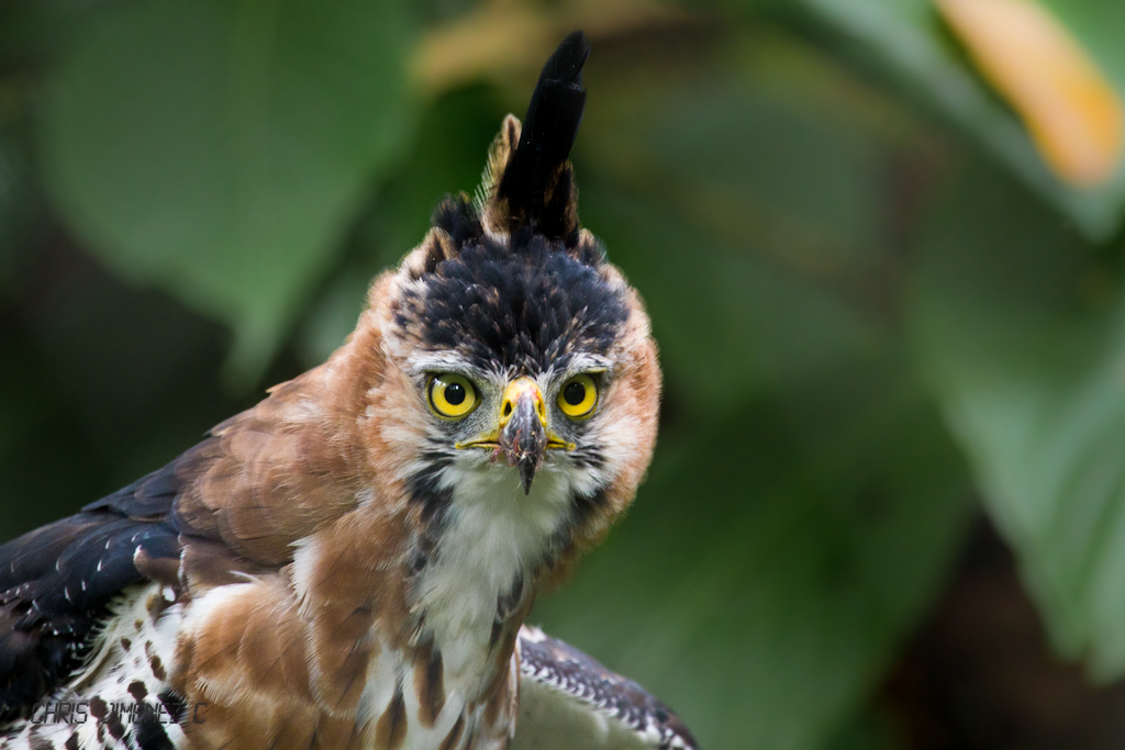 Image result for Ornate hawk eagle pic